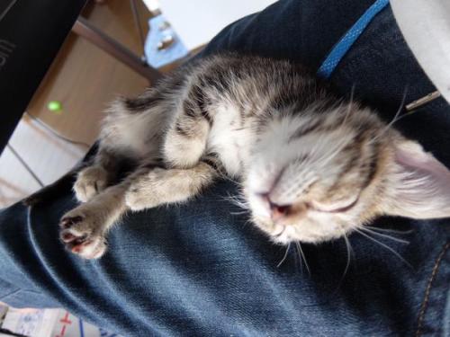 highlandvalley:  楓月誠＠ねこ画像botさんはTwitterを使っています: “まだ我が家に来て1日も経ってないんですけど http://t.co/tvWtjEluOx”