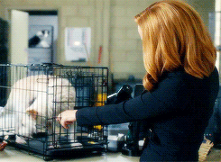 perkymcbadsuit:  bodennis:  Hey, buddy. You want to come home with me?  #the ingredients for happiness in dana scully’s life: #(a fox and a hound) 