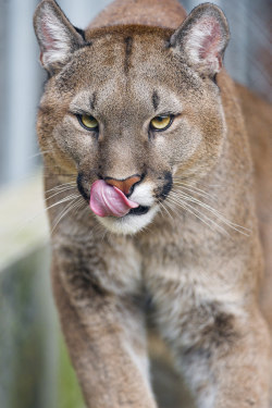 llbwwb:  Puma approaching and licking his