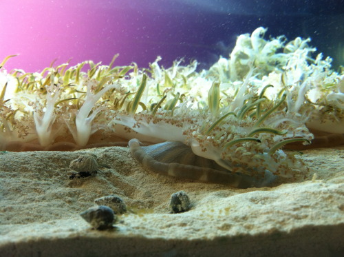 What nice little upside down jellyfish with their little snail friends.