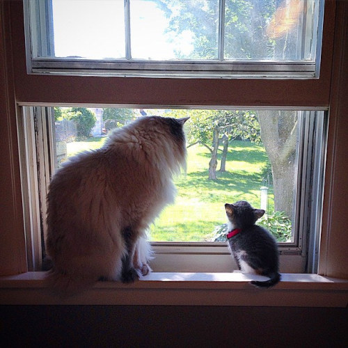 Jackson teaching Savannah about his favorite activity&hellip;watchin&rsquo; and wishin&r