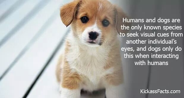 Advocate for the Underdog.