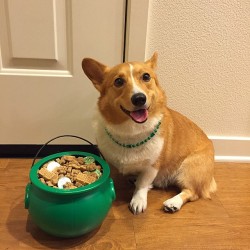 ventusthecorgi:  Who needs a pot o’ gold