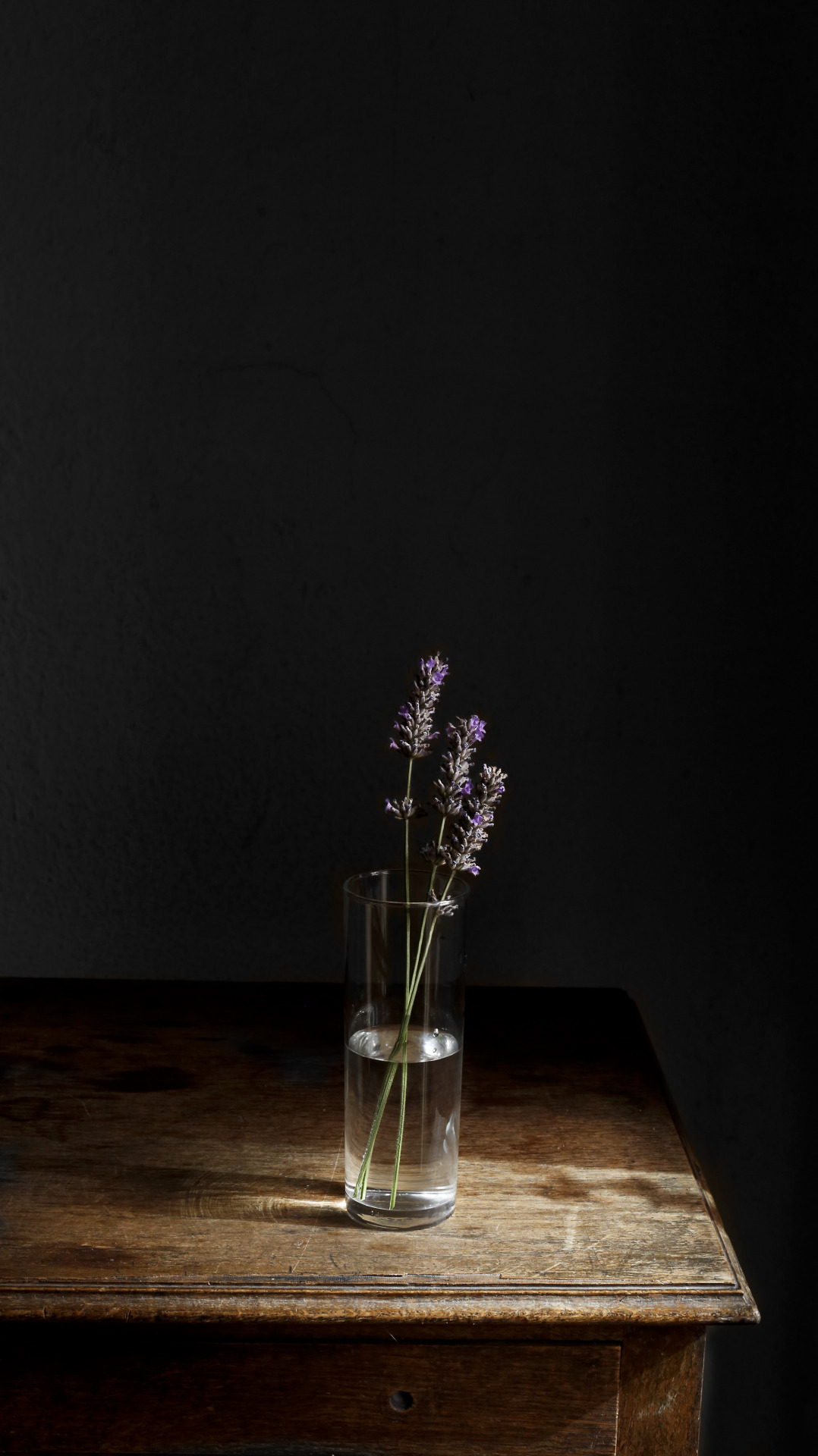 elosoconbota:Morning lavender