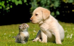 phototoartguy:  Puppy and Kitten by Schubbel