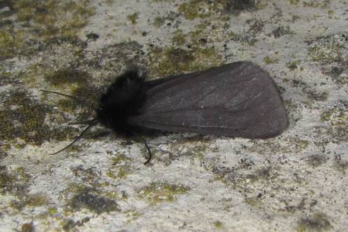 The Other Day I Found A Little Goth Moth, All Black, Clinging To A Wall Along The Road...