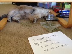 cat-shaming:  This is what I came home to today.   That shit is funny