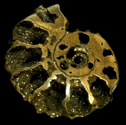 strangebiology:An ammonite that has been fossilized with pyrite. A golden golden mean.