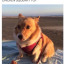 corgiqueen3