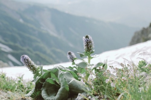 山頂までの道のりも 厳しいけど 下山はもっと厳しくて 連続の岩下りに ヘトヘトで  足が前に出たら必ず進むからと いうけど 助けてー 誰か迎えにきてー 何回も心の中で叫んでいた。 それでも 山に登