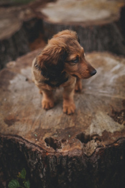 cherokeedays:  rugged &amp; rustic. 