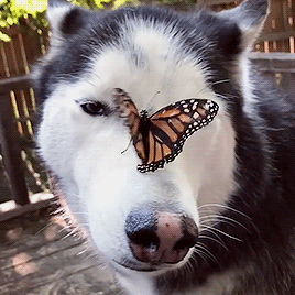 springcottage:  fluffyhuskytales on ig