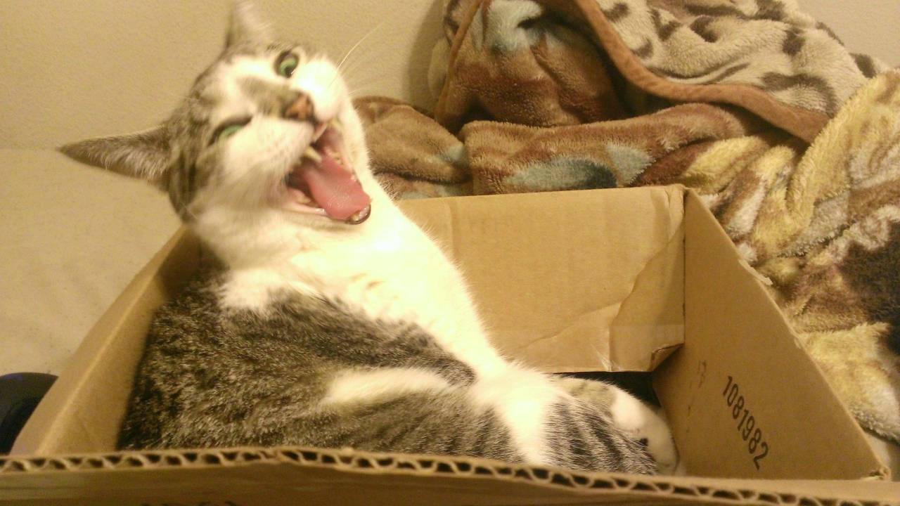 catsbeaversandducks:  10 Cats That Just Found The Perfect Box &ldquo;Oh my sweet