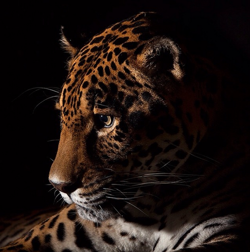 axelizard:  ruineshumaines:  Vincent J. Musi  I wanna take pics like this but with