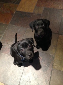 handsomedogs:  Cooper and his brother, Bear waiting for treats. tjisadude.tumblr.com