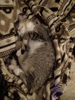 briskbaby:  Such an interesting sleeper he