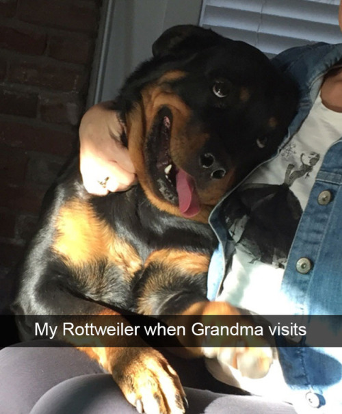 dylibird: kanekuran:  pr1nceshawn: Life With Dogs. [ @manduhs-things | @maireadgreum | @devilsdaughter2 ]  My Rottweiler does the pillow and blanket thing and it’s adorable.  Best Pup Post Ever!!!