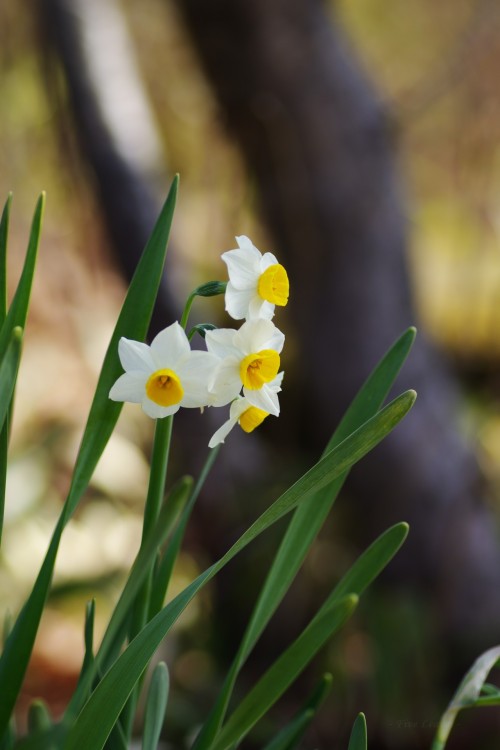 水仙（すいせん）Narcissus (Narcissus tazetta var. chinensis)