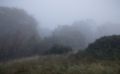 Misty Morning