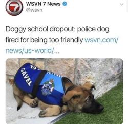 doggos-with-jobs:  Used to have a job