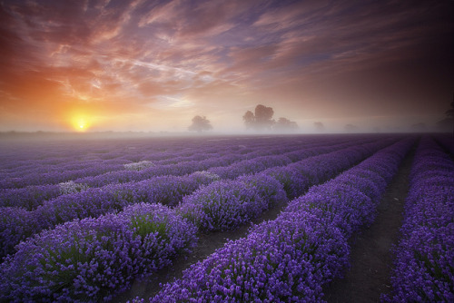 Lavender Sunrise by antonyspencer on Flickr.