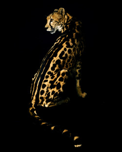 poeticpossum:  meditating-leo:  Big Cats  Beautiful cats. Beautiful art. 