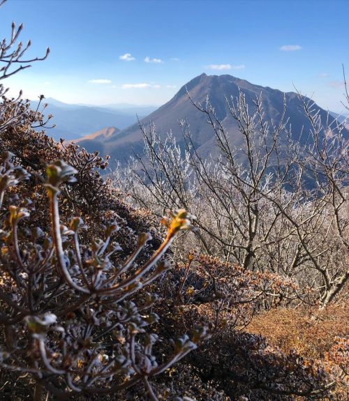 #tsurumidake looking at #yufudake through frost covered trees #鶴見岳 #由布岳 #樹氷　今日だよん。 www.insta