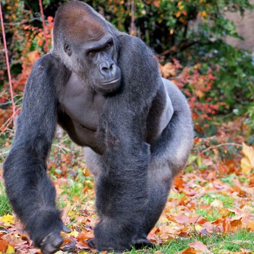 A man in his prime. At 19, Kwame - a Western Lowland Gorilla - has really come into his own. This si