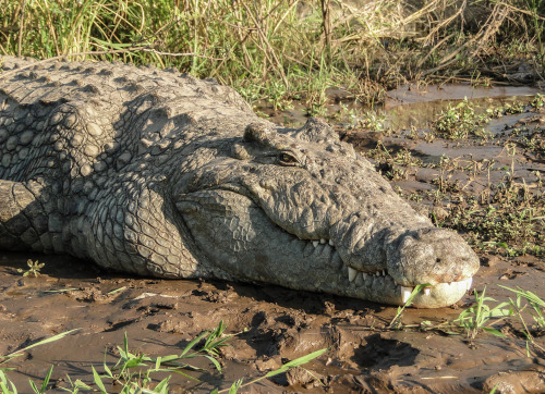 the-future-now:Man-eating crocodiles from the Nile are now in Florida Florida, home to giant, killer
