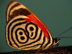 rorschachx:  A neglected eighty-eight butterfly (Diaethria neglecta) in Brazil’s Pantanal displays the design of lines and dots that gave it its unusual common name | image by Joel Sartore 