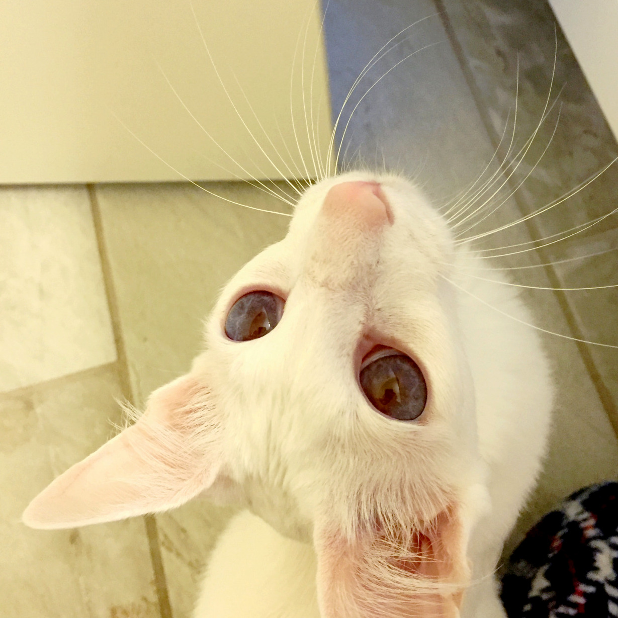 pangur-and-grim: Pangur’s eyes often look black, but you can see colour here