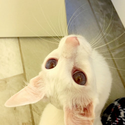 pangur-and-grim: Pangur’s eyes often look