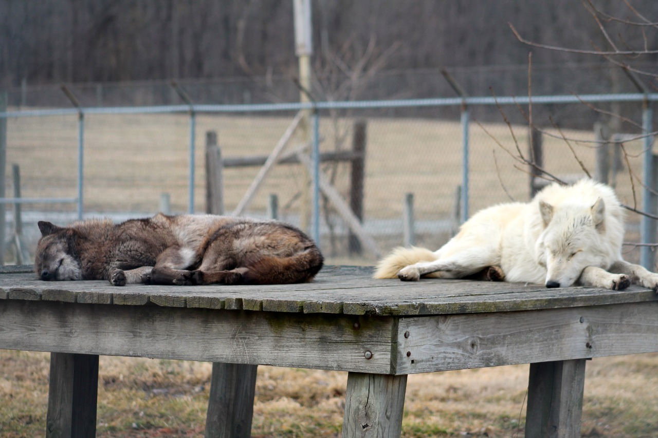 wolfparkinterns:  Fiona and Bicho taking an afternoon nap together 