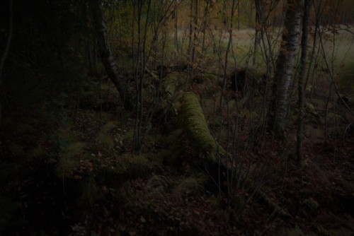 morganathewitch:Autumn moss~