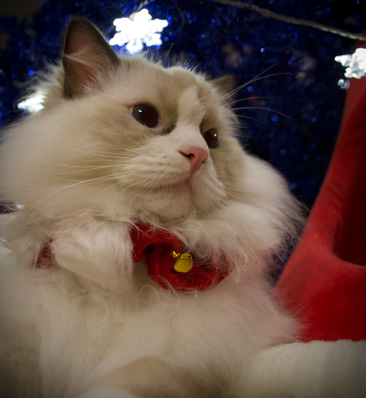 janeypievanas:  My boy Garrus making the transition from handsome, to cute, to dorky.