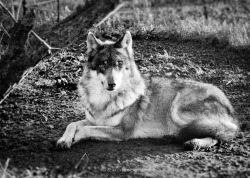 myschaoreo:  CARPATHIAN WOLF Photo: © Myscha Oréo 