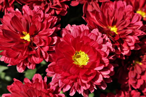Type Of Flower (HC)