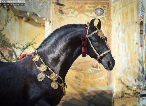 caelidra:all-the-horses:NaagrajBy HansrajMarwari, StallionEARS!!!