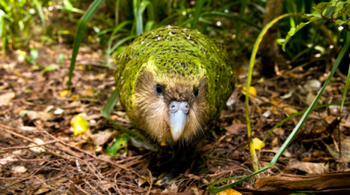 nature-and-biodiversity: The Kakapo (Strigops habroptilus) is one of the world’s most endanger