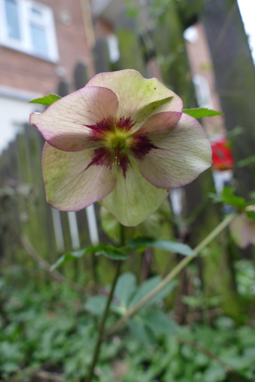 A Hellebore flowering in my garden in February 2019