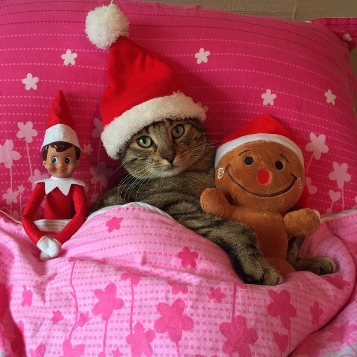coolcatgroup:Here’s some of my personal favorite Christmas cat pictures!! Hope
