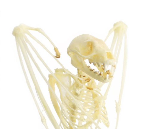  Short-nosed Fruit Bat Skeleton $28.00