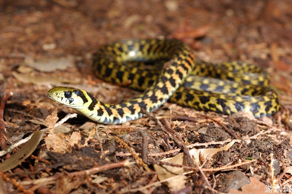 markscherz:  reptilesrevolution:  Tiger Keelback - Rhabdophis tigrinus - East and