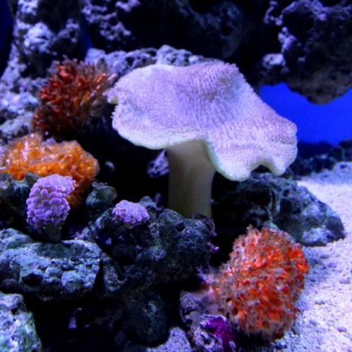 Biota Laut - coral #coral #biota #aquamarine #marine #water #sea #ocean #park #watertank #Malang #In