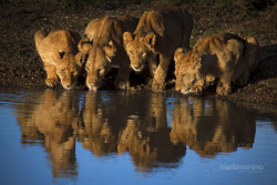 magicalnaturetour:  (via 500px / Lions of Mara Reflected by Mario Moreno) 