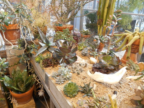 spatheandspadix: Harold’s desert room is looking SO good these days.