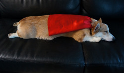 Thefrogman:  Corgnelius:   Whenever Corgnelius Knocks Out On The Couch, I Always