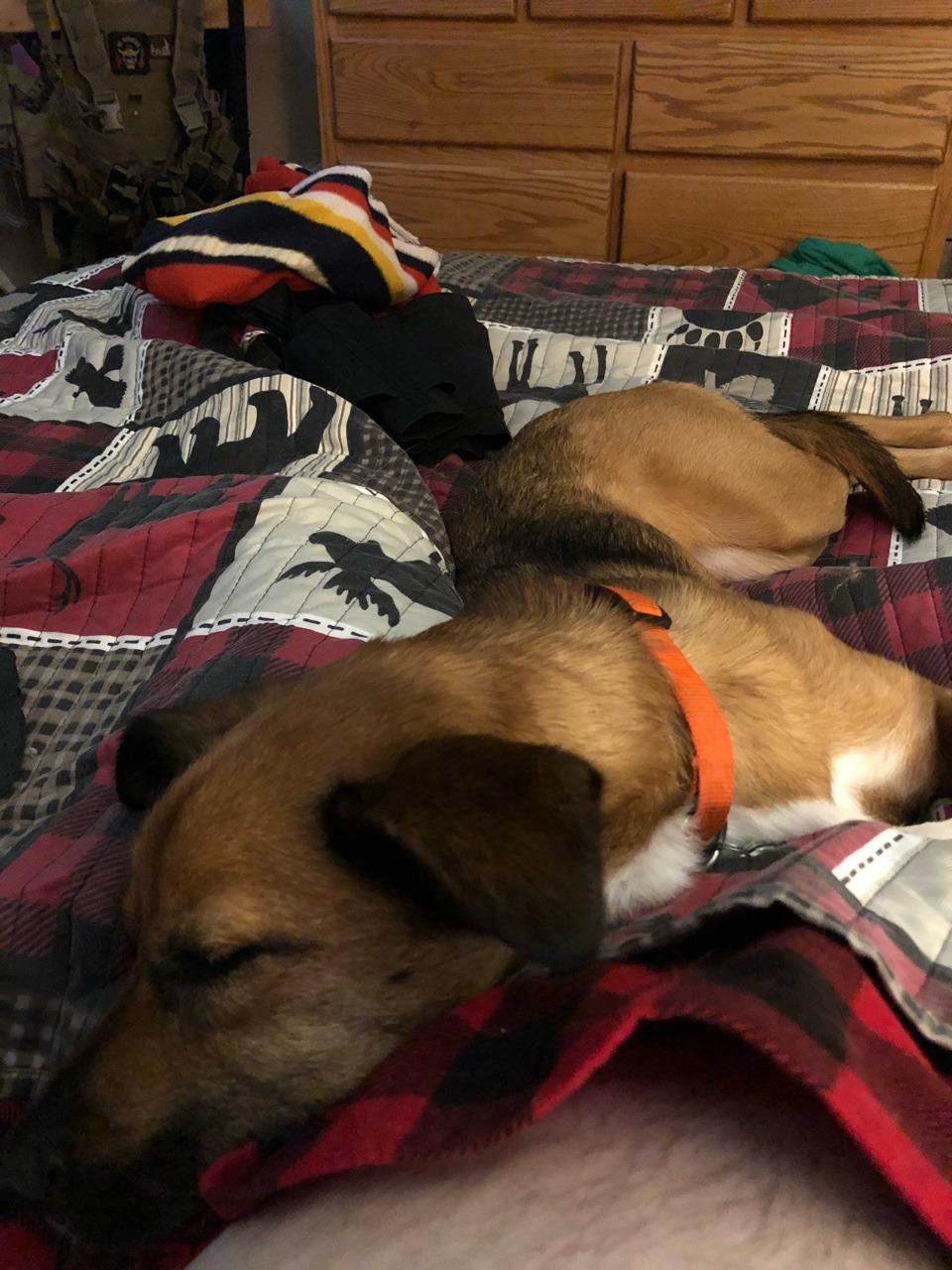 Passed out in her favorite spot , cute but now I can’t move without waking her
