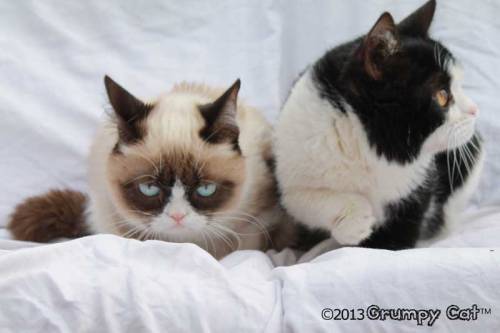 tardthegrumpycat:  The Daily Grump | January 29, 2013