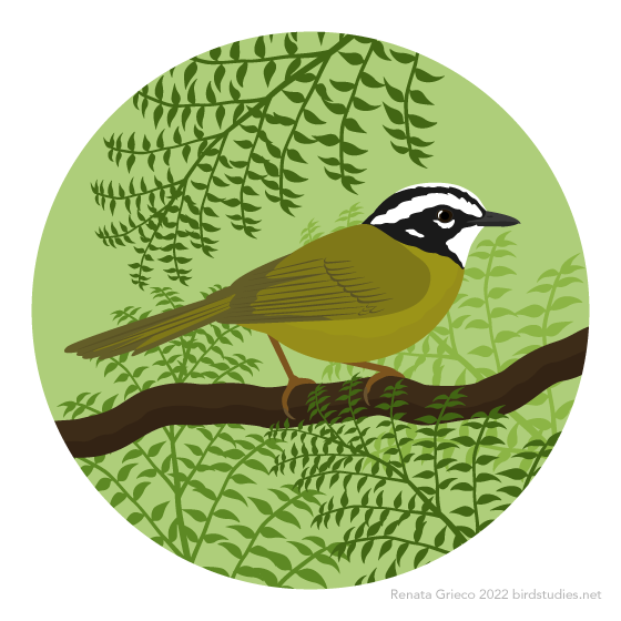 A yellow bird with darker yellow wings and tail, a black and white head, dark grey bill, and dark orange legs perches on a branch, surrounded by ferns, against a light green background